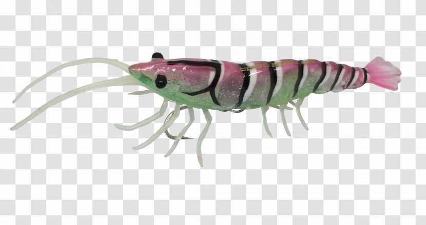 Krill Fishing Bait Shrimp Gear - Insect Transparent PNG