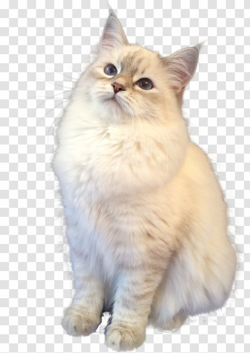 Persian Cat Asian Semi-longhair Ragamuffin Ragdoll Birman - Mammal - Neva Left Transparent PNG