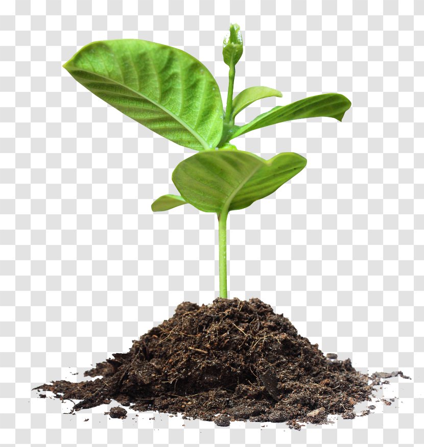 Tree Planting Paper Organization - Soil - Growth Park Transparent PNG