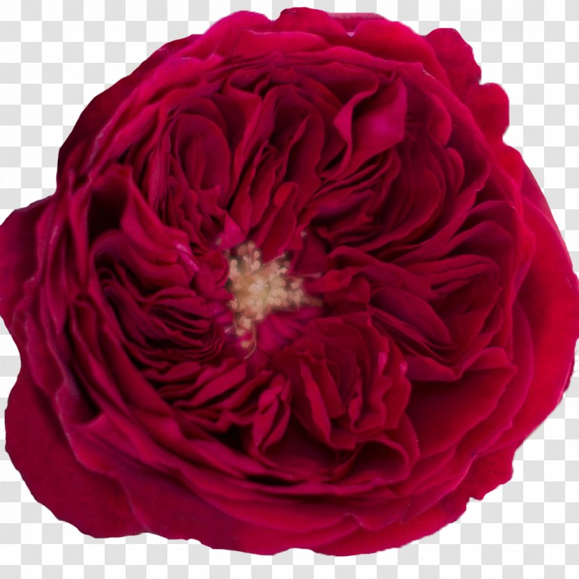 Garden Roses Cabbage Rose Flower Floribunda - Order - Ammi Majus Khellin Transparent PNG