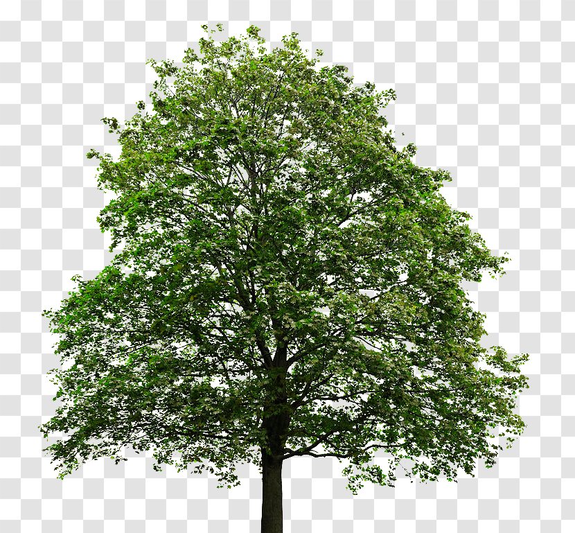 Acer Macrophyllum Silver Maple Tree Stock Photography Leaf - Branch - Trees Transparent PNG