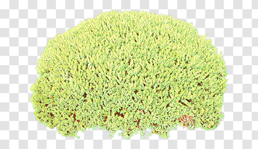 Grass Plant Shrub Flower Perennial Transparent PNG