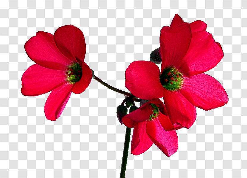 Flower Rose Desktop Wallpaper Red - Reverse Image Search - Tropical Transparent PNG