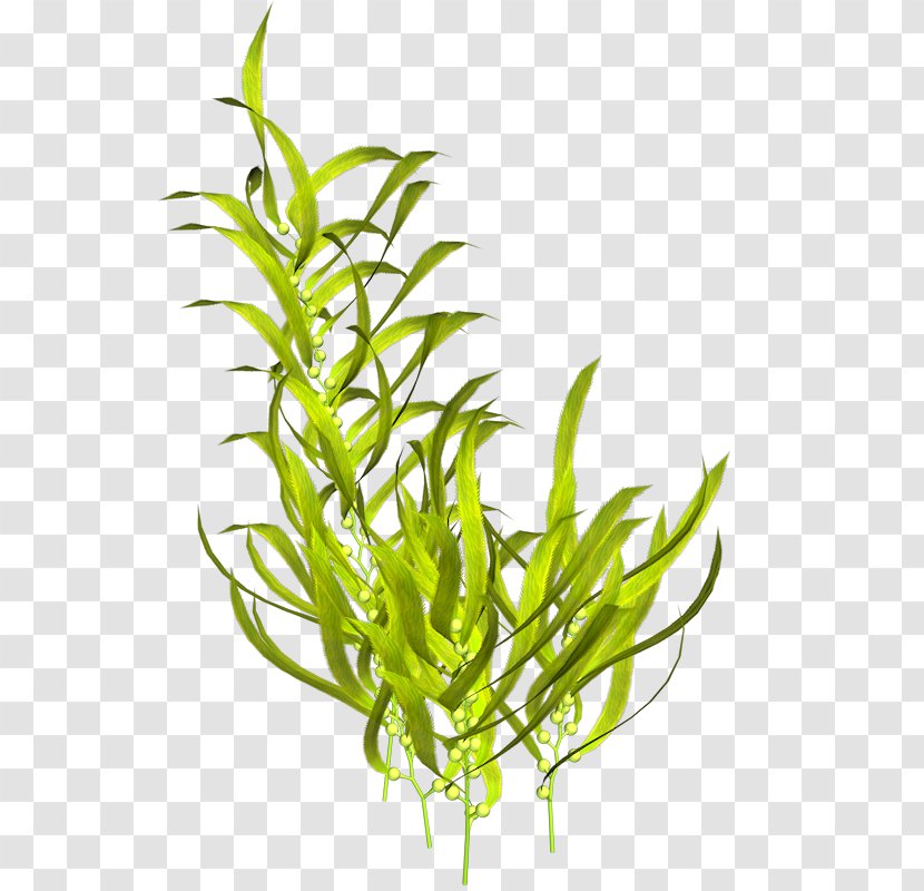 Seaweed Algae Plant - Grass Family - Sea Transparent PNG