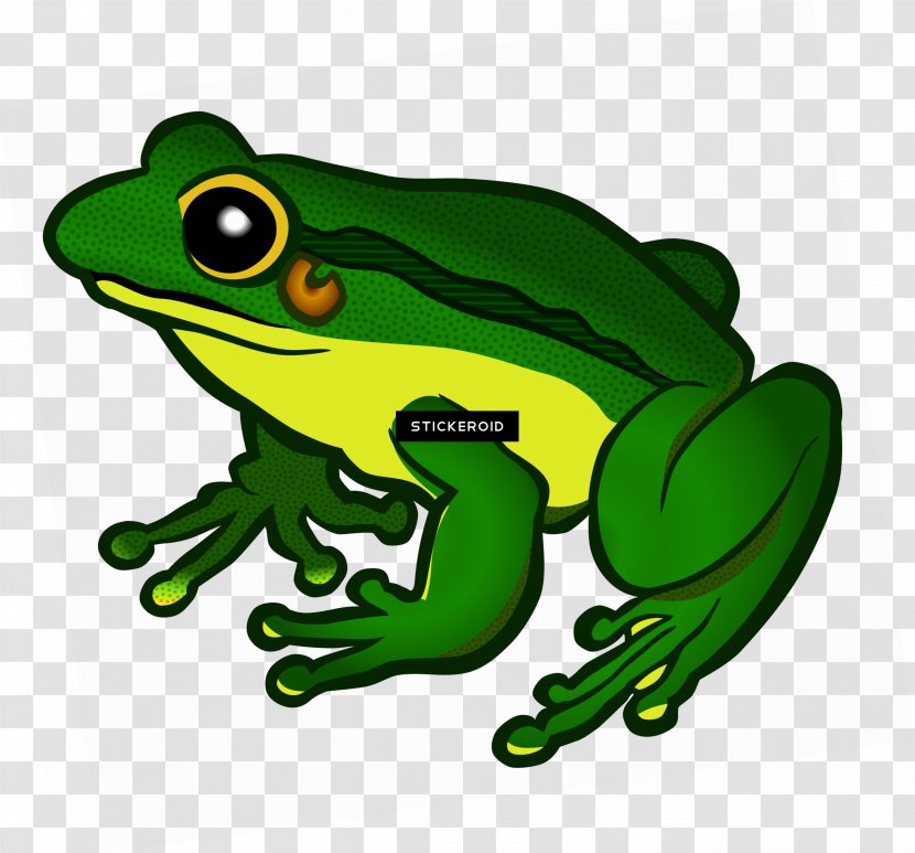 Frog Clip Art Transparency Vector Graphics - Amphibian Transparent PNG