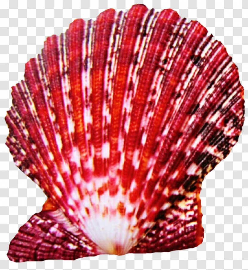 Andaman Sea Limpet Mussel Clam Conchology - Decorative Fan - Seashell Transparent PNG