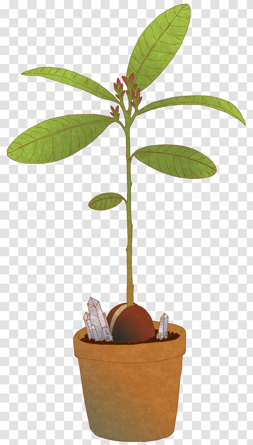 Tree Plant Avocado Drawing - Stock Photography Transparent PNG