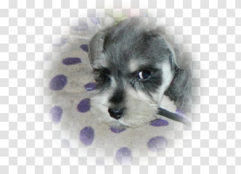 Miniature Schnauzer Schnoodle Morkie Dandie Dinmont Terrier Dog Breed - Puppy Love Transparent PNG