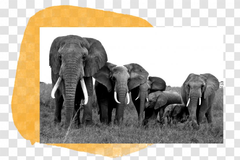 African Elephant Indian Wildlife The Big Five For Life Elephantidae - Poaching - Tusk Transparent PNG