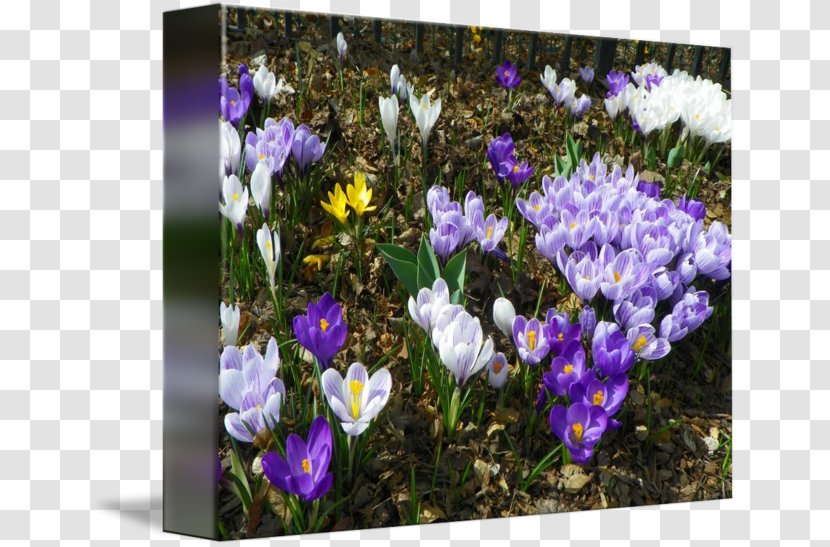 Crocus Wildflower Annual Plant - Spring Transparent PNG