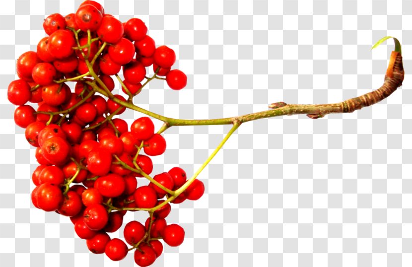 Sorbus Aucuparia Berry Clip Art - Currant - Cherry Fruit Transparent PNG