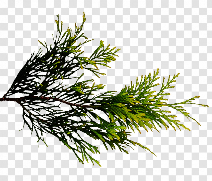 White Pine Plant Jack Pine Lodgepole Pine Red Juniper Transparent PNG