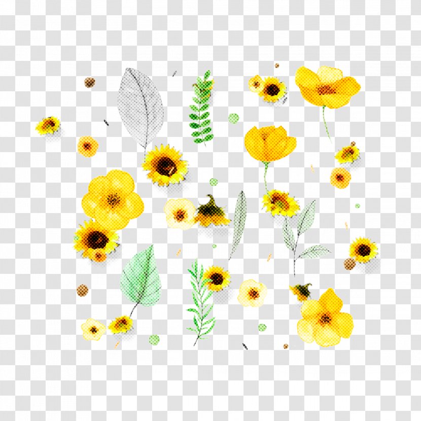 Sunflower Background - Plant - Pedicel Daisy Transparent PNG