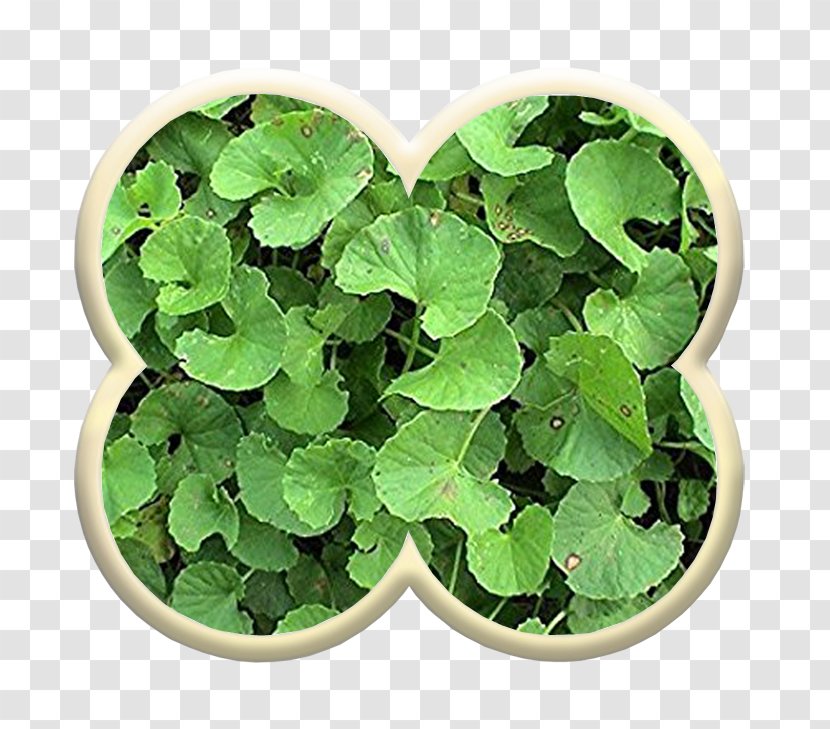 Centella Asiatica Medicinal Plants Mackinlayoideae Herb - Shamrock - Plant Transparent PNG