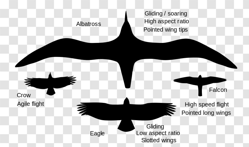 Bird Flight Wing Animal Locomotion - Cartoon Transparent PNG