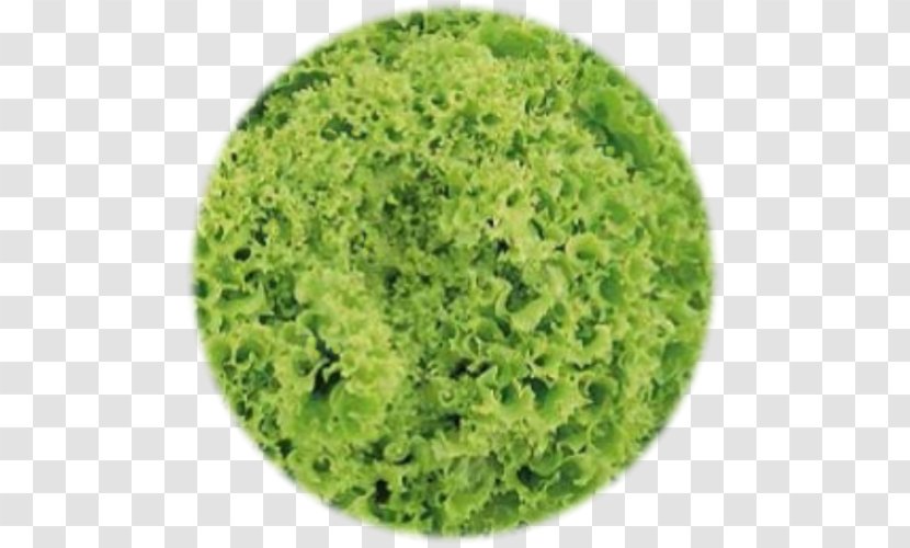 Butterhead Lettuce Sowing Leaf Vegetable Seed - Variety Transparent PNG