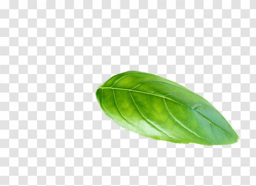 Leaf Plant Basil Transparent PNG