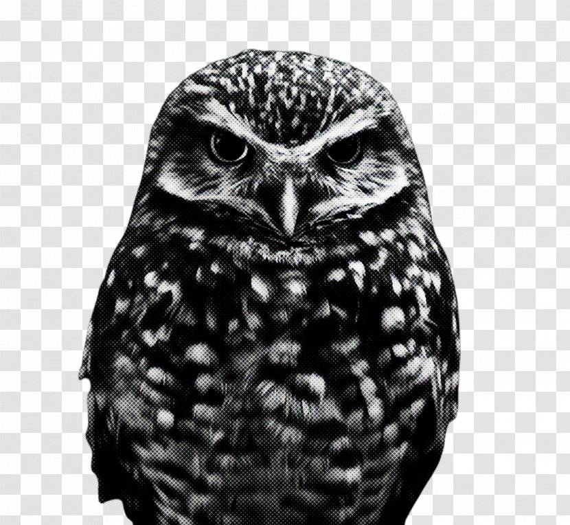 Owl Bird Of Prey Black Beak - Wildlife - Screech Blackandwhite Transparent PNG