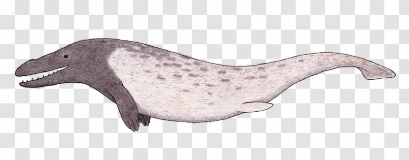 Cetacea Baleen Whale Bowhead Marine Mammal Killer - Miocene - Animals Transparent PNG