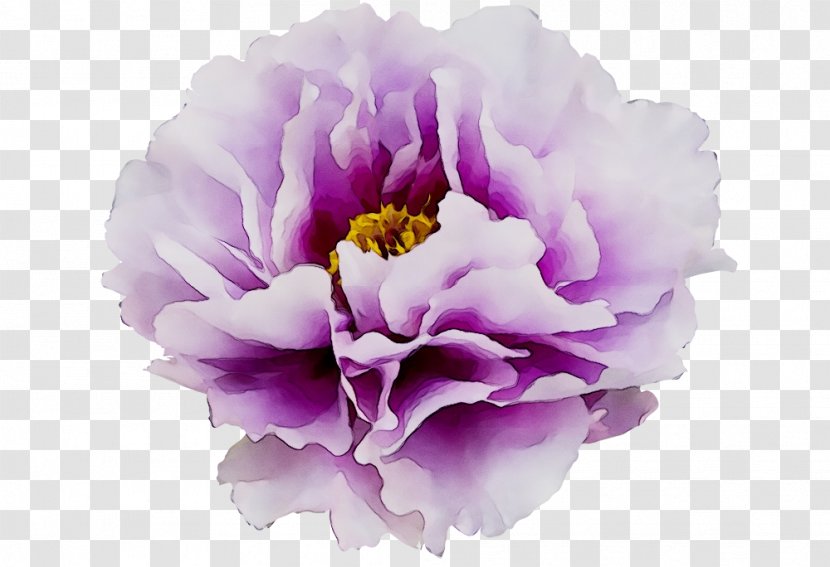 Clip Art Moutan Peony Transparency Image - Flowering Plant - Violet Transparent PNG