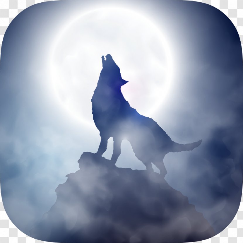 Coyote Gray Wolf - Phenomenon - BLUE WOLF Transparent PNG