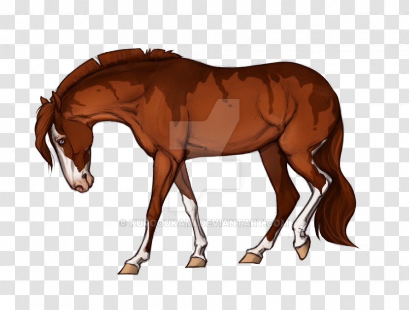 Foal Stallion Mare Rein Mustang - Colt Transparent PNG