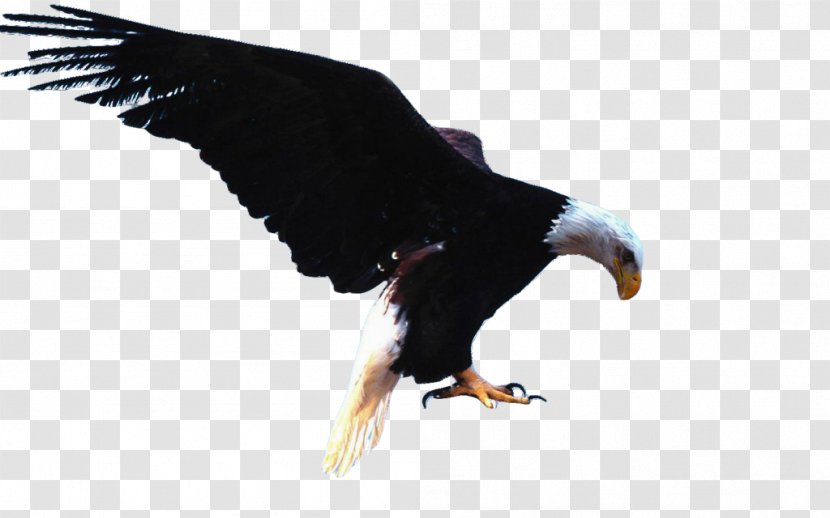 Bald Eagle Bird White-tailed Golden - Of Prey Transparent PNG