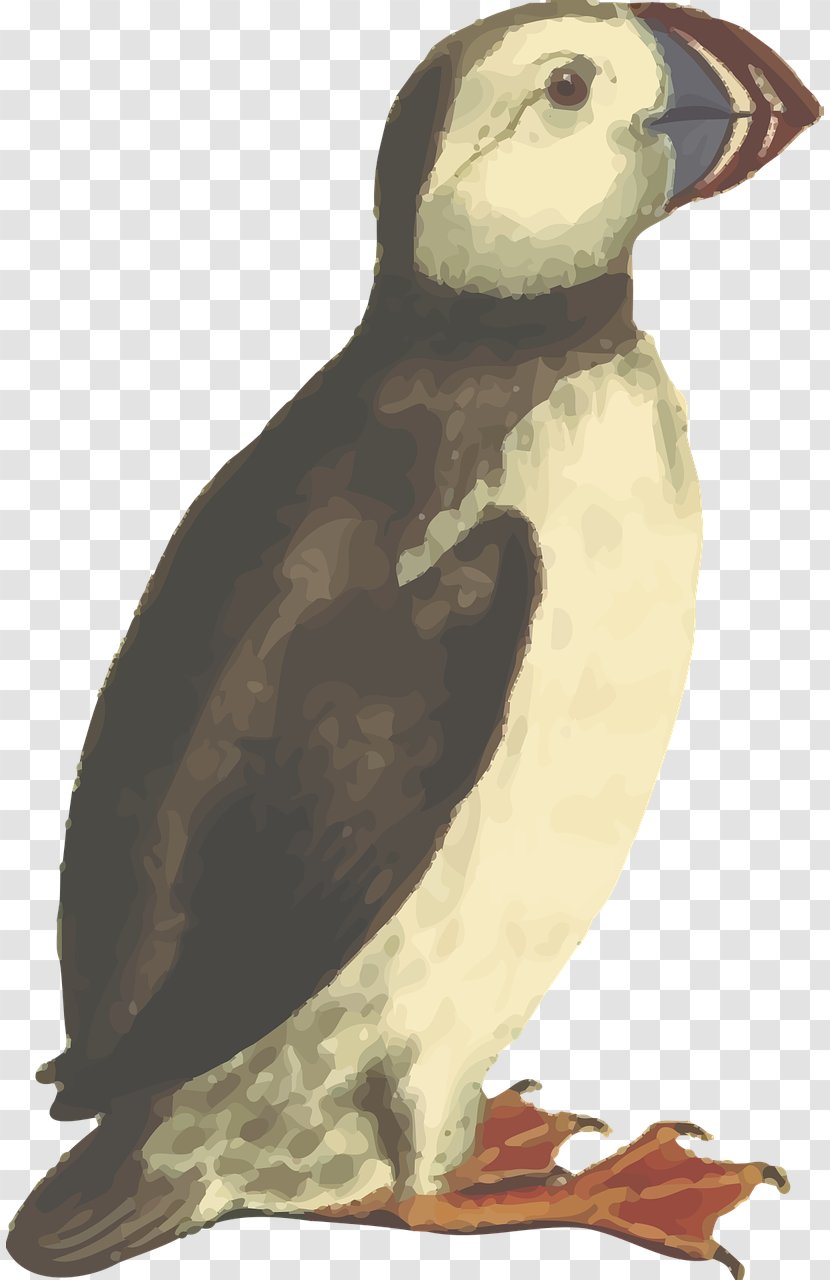 Bird - Seabird - Black And White Parrot Transparent PNG