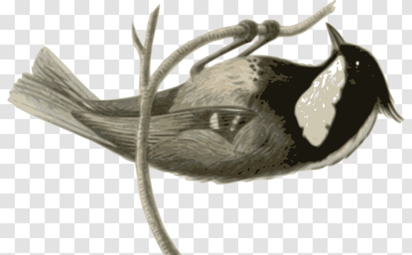 Bird Grey White Animal - Feather Illustration Transparent PNG