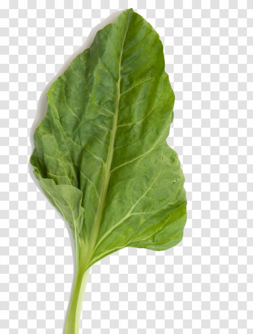 Chard Spinach Leaf Vegetable Capitata Group Transparent PNG