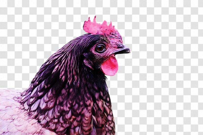 Feather - Livestock - Poultry Transparent PNG