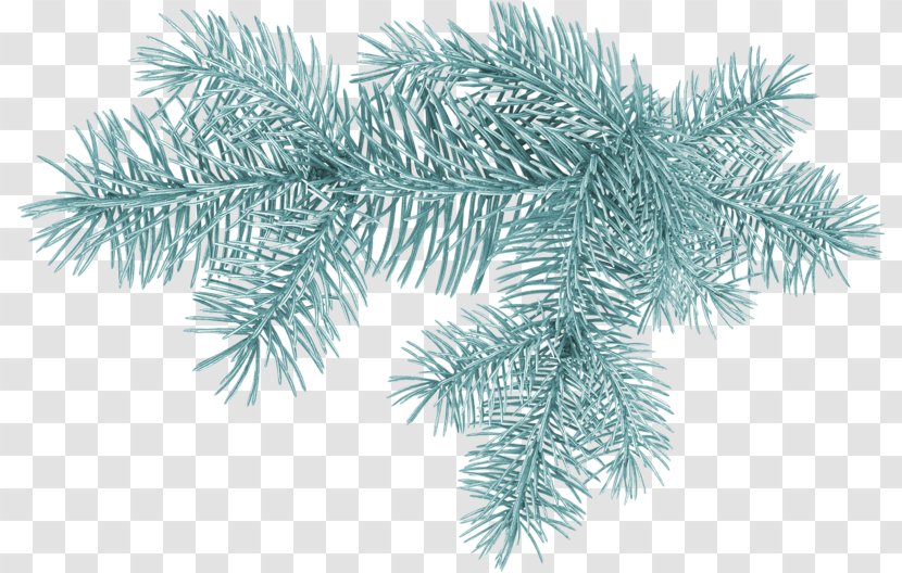 Spruce Christmas Tree Clip Art Pine - Plant Transparent PNG