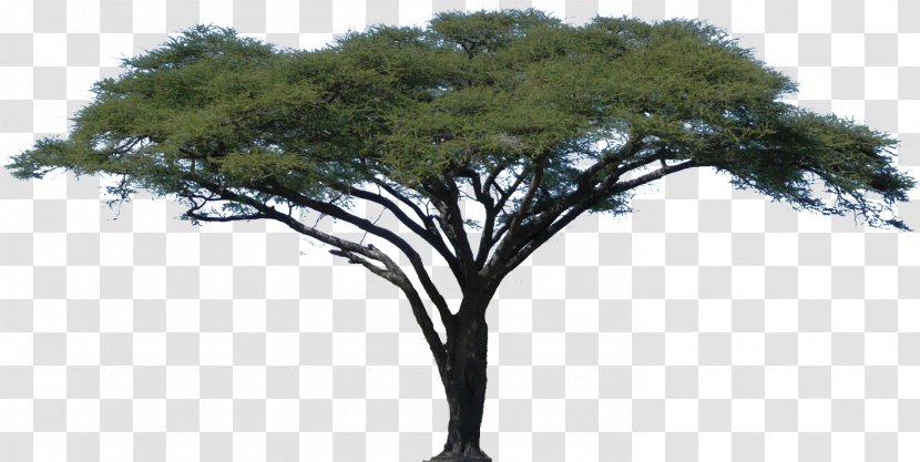 Acacia African Trees Clip Art - Jacaranda - Oak Transparent PNG