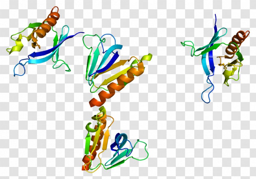 SKAP1 Lymphocyte Cytosolic Protein 2 FYB FYN - Phosphoprotein - Adaptive Pattern Transparent PNG