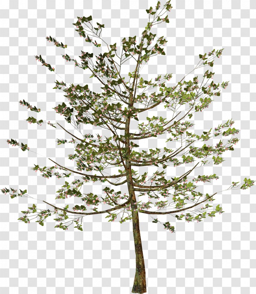 Larch Twig Plant Stem Leaf Pine - Branch Transparent PNG