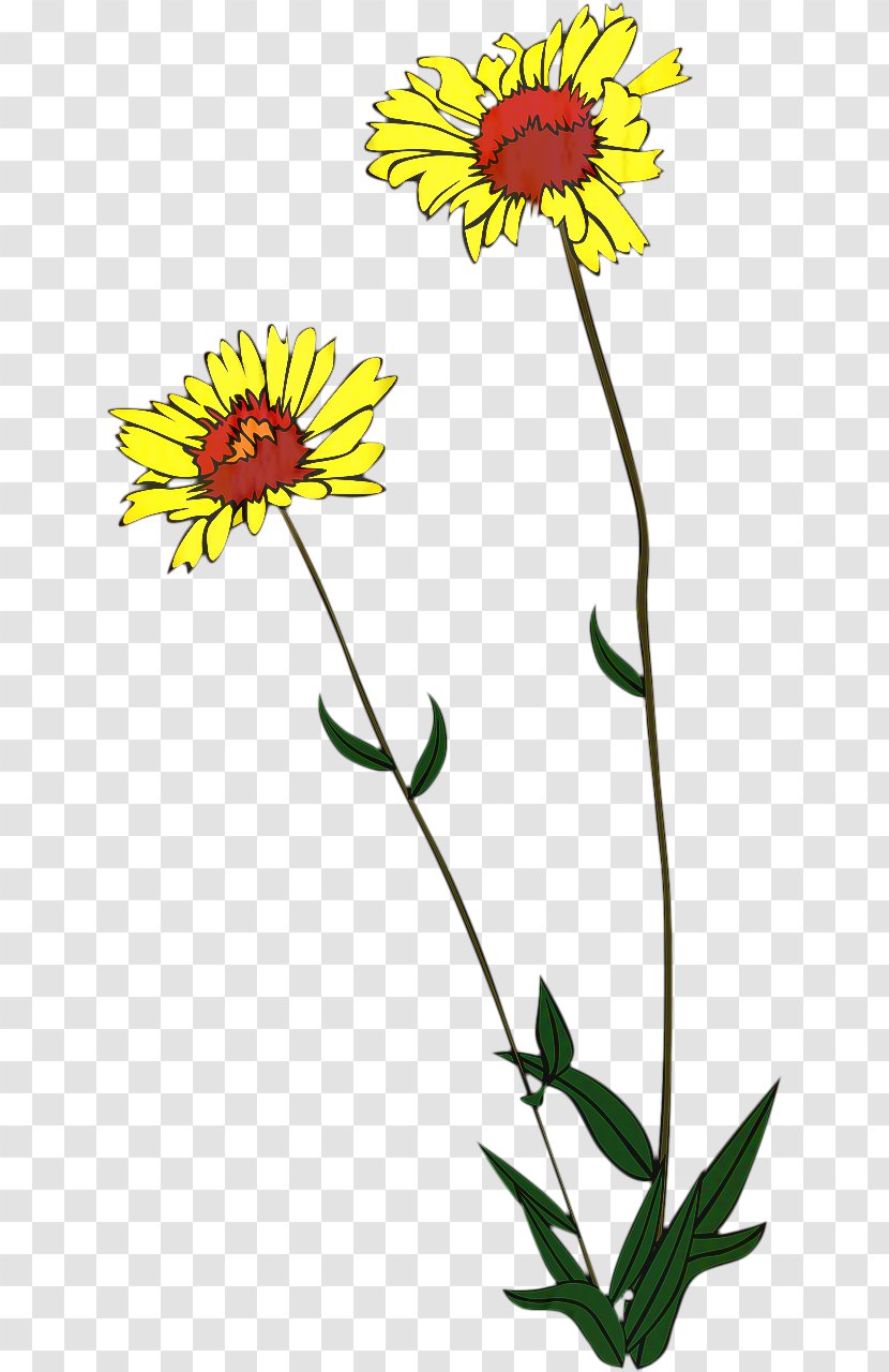 Flowers Background - Plant Stem - Daisy Sunflower Transparent PNG