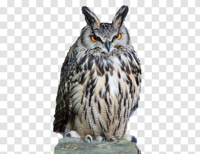 Eurasian Eagle-owl Tawny Owl Clip Art - Elf Transparent PNG