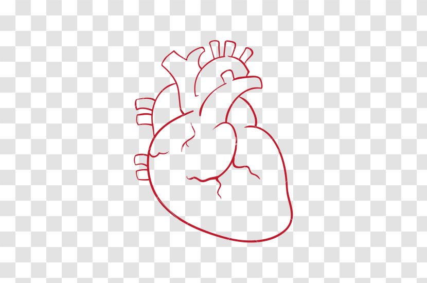 Heart Drawing Photography - Cartoon - Human Transparent PNG