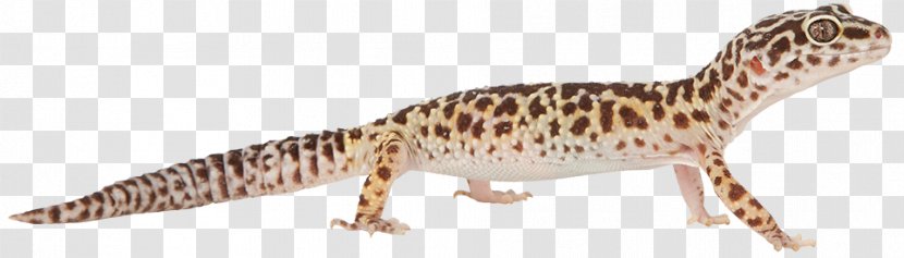 Gecko Fauna Terrestrial Animal Wildlife - Organism Transparent PNG