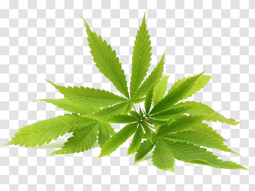 Cannabis Sativa Hemp Oil Cannabidiol - Plants - Plane Herbaceous Plant Transparent PNG