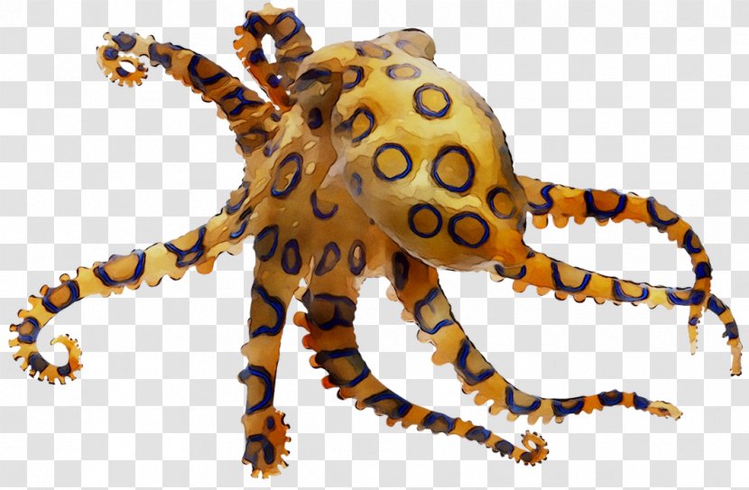 Octopus Crab Decapods Cephalopod Terrestrial Animal Transparent PNG