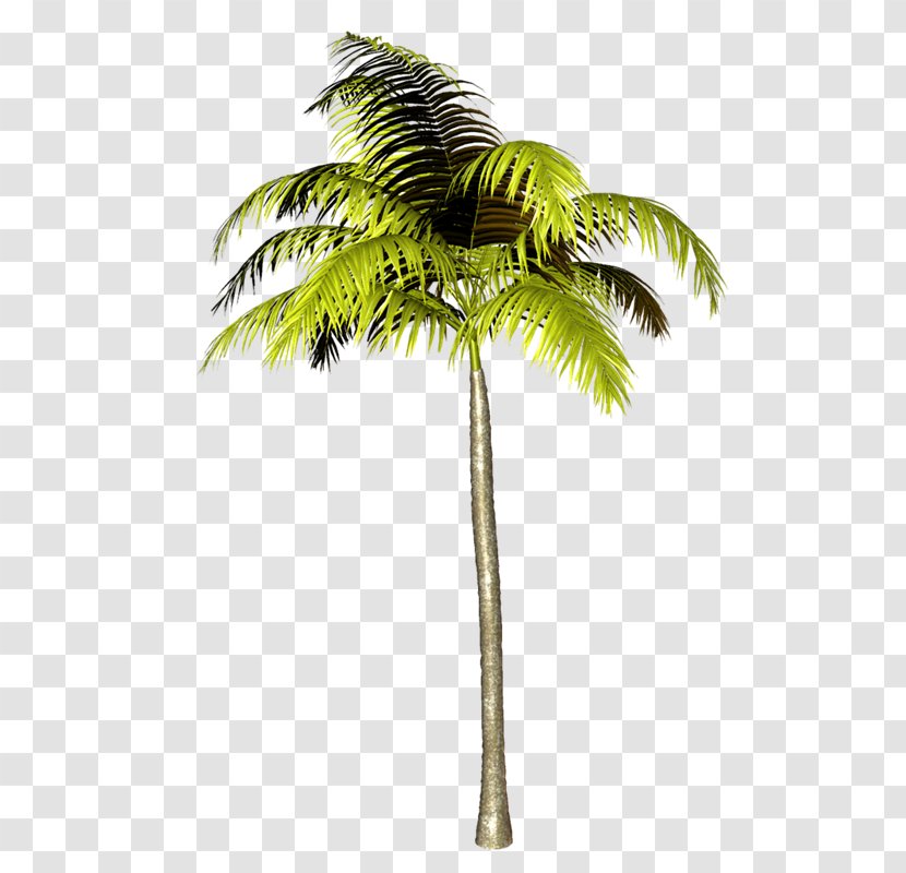 Asian Palmyra Palm Clip Art Trees Babassu - Drawing - Cocos Transparent PNG