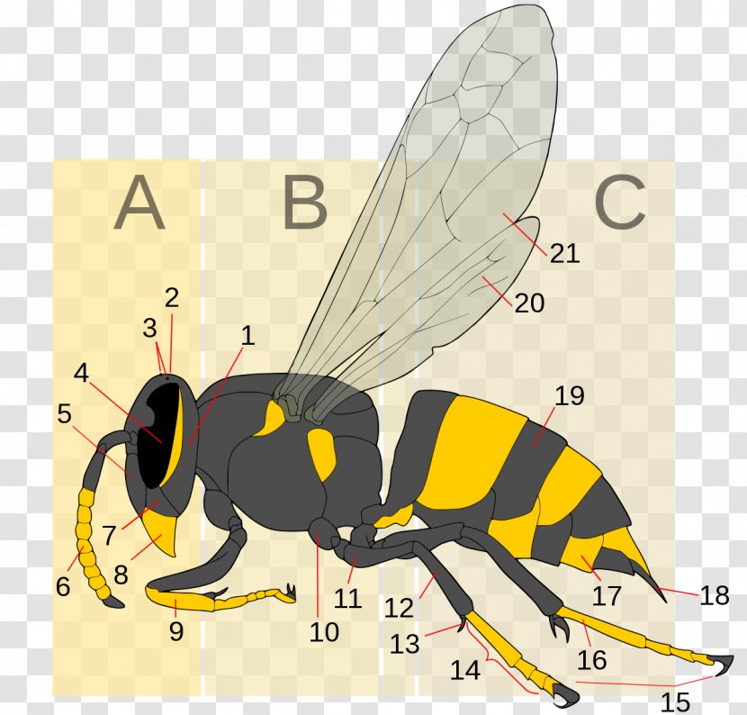 Insect Hornet Bee Apocrita Wasp - Fauna Transparent PNG