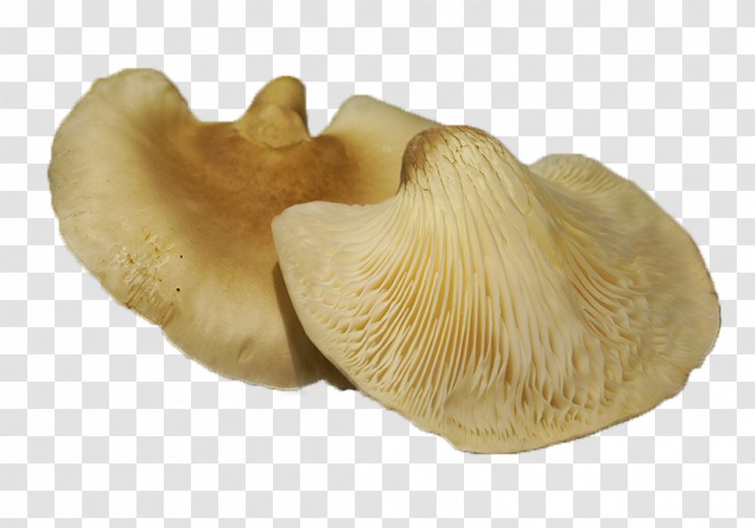 Pleurotus Eryngii Oyster Mushroom Edible Fungiculture Transparent PNG