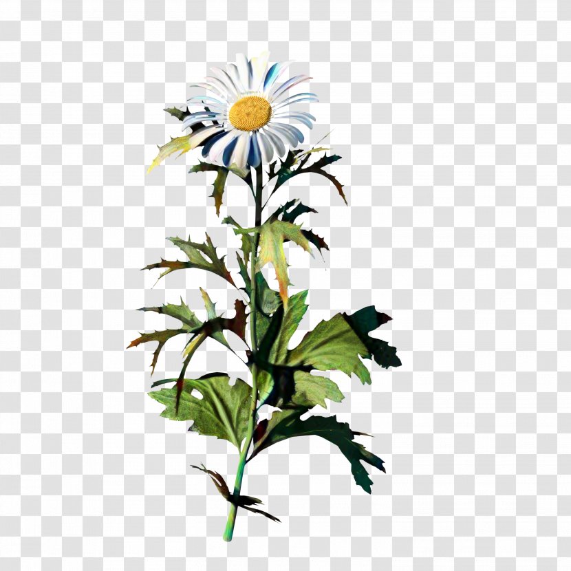 Oxeye Daisy Common Chamomile Plants Chrysanthemum - Family - Plant Stem Transparent PNG