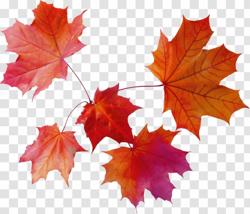 Autumn Leaves Watercolor - Woody Plant - Grape Silver Maple Transparent PNG