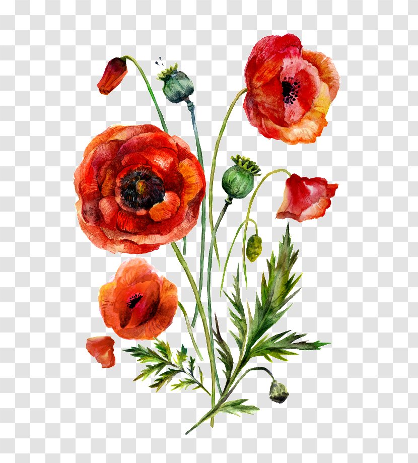 Poppy Clip Art Illustration Stock.xchng - Petal - Flower Bud Transparent PNG