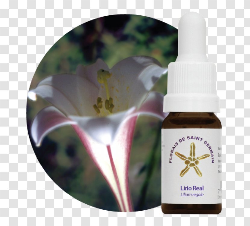 Bach Flower Remedies Therapy Alternative Health Services Emotional Freedom Techniques - Essence Transparent PNG
