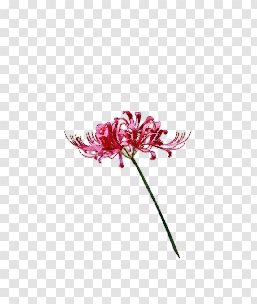 Flower Flowering Plant Pink Amaryllis Family - Paint - Wildflower Stem Transparent PNG