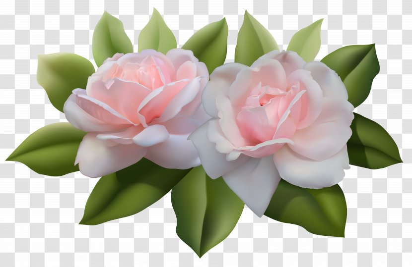 Rose Desktop Wallpaper Clip Art - Garden Roses - Beautiful Transparent PNG